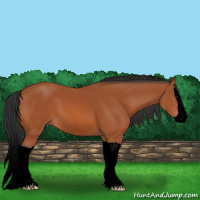 Horse Color:Void Bay Splash 