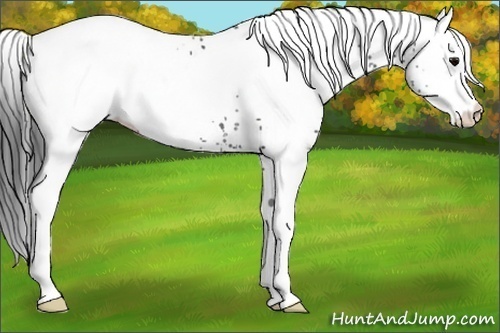 Horse Color:Unknown 