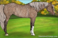 Horse Color:Silver Brown Dun Snowflake Varnish Rabicano 