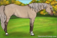 Horse Color:Silver Brown Dun Sabino Rabicano