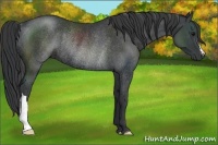 Horse Color:Black Rabicano 
