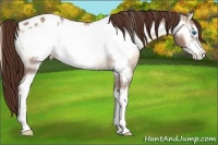 Horse Color:Red Dun Onyx Sabino Frame Appaloosa 