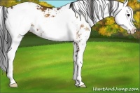 Horse Color:Bay Onyx Sabino Appaloosa 