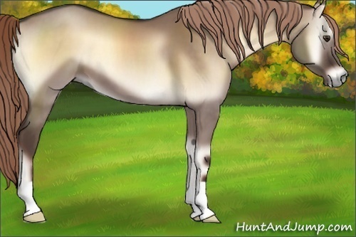 Horse Color:Liver Red Dun Onyx 