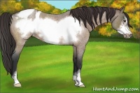 Horse Color:Brown Roan Dun Sabino Frame Appaloosa 