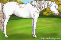 Horse Color:Liver Red Dun Sabino Snowflake Varnish