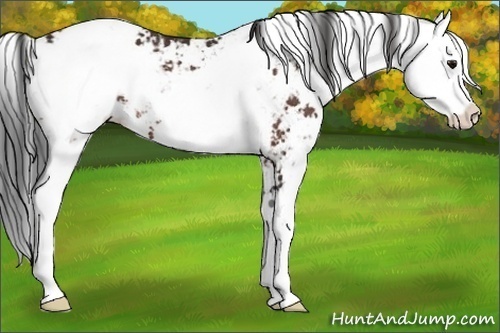 Horse Color:Bay Sabino Blanket Rabicano