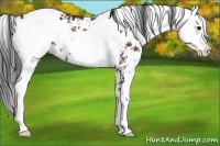 Horse Color:Bay Sabino Blanket Rabicano 