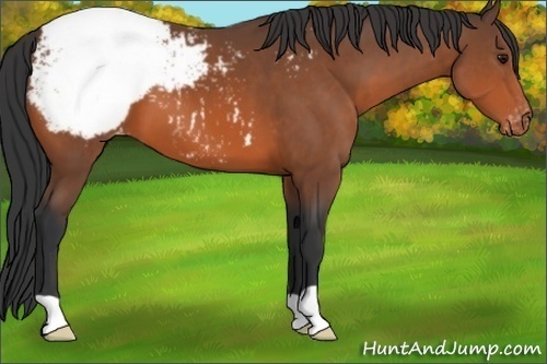 Horse Color:Bay Appaloosa 