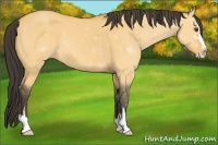 Horse Color:Buckskin Dun Sabino 