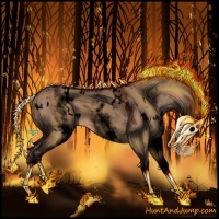 Horse Color:Void White Spotted Bay Dun Appaloosa 