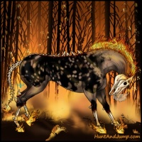 Horse Color:Void Bay Dun Sabino Tobiano Appaloosa 