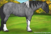 Horse Color:Blue Roan Tobiano 