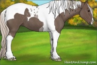 Horse Color:Silver Blue Roan Tobiano