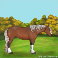 Horse Color:Silver Bay 