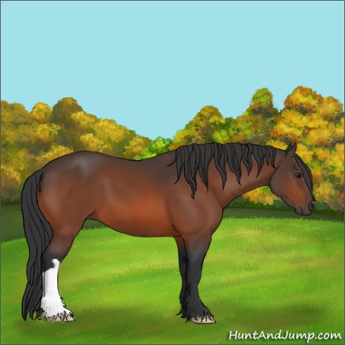 Horse Color:Brown 