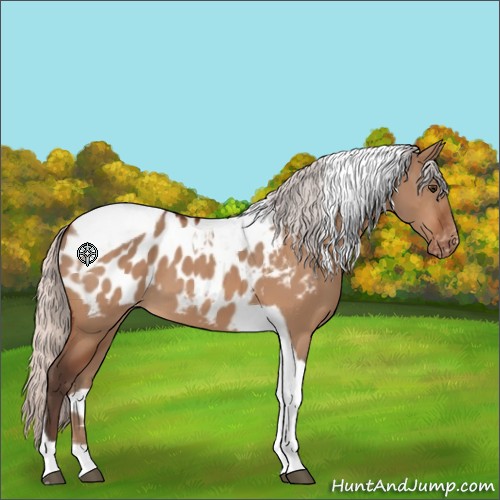 Horse Color:Silver Brown Dun Tobiano Appaloosa