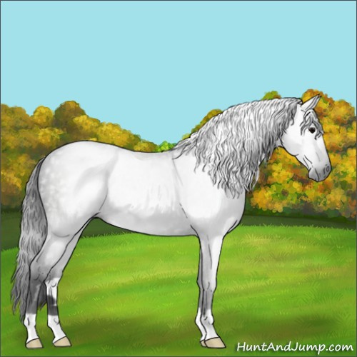 Horse Color:Gray Black 