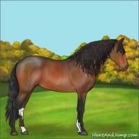 Horse Color:Brown 