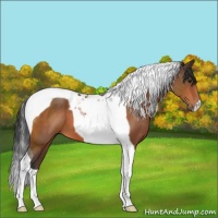 Horse Color:Brown Tobiano 