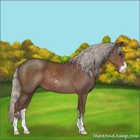 Horse Color:Silver Black Sabino 