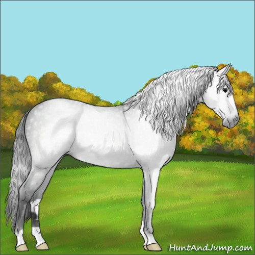 Horse Color:Gray Black 