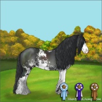 Horse Color:Black Sabino Rabicano 