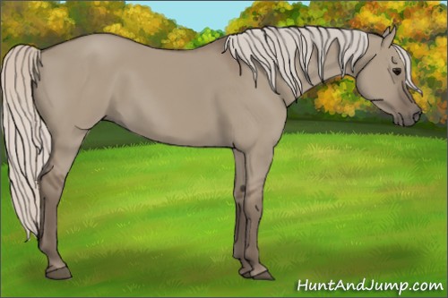 Horse Color:Silver Grullo 