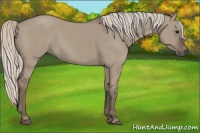 Horse Color:Silver Grullo