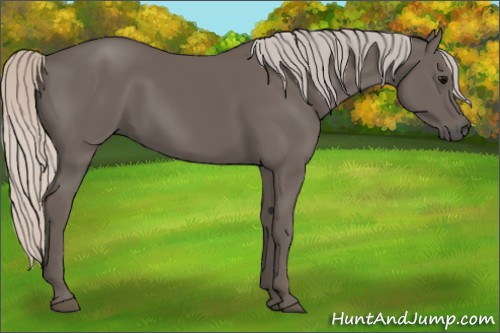 Horse Color:Silver Black 