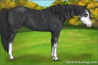 Horse Color:Black Sabino 