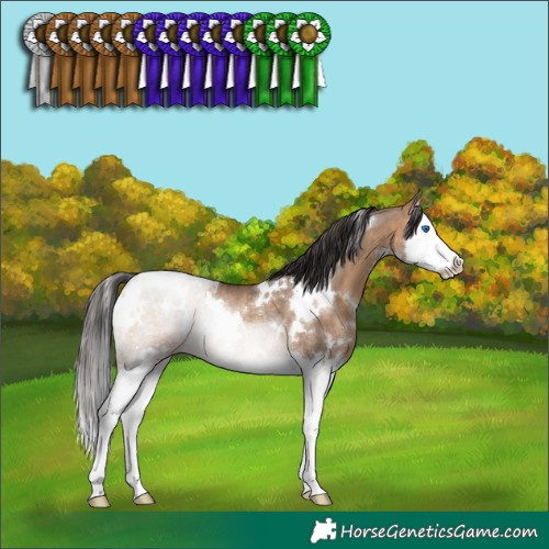 Horse Color:White Spotted Brown Dun Splash Rabicano 