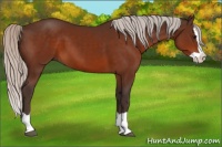 Horse Color:Silver Bay Splash 