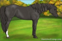 Horse Color:Smoky Black 