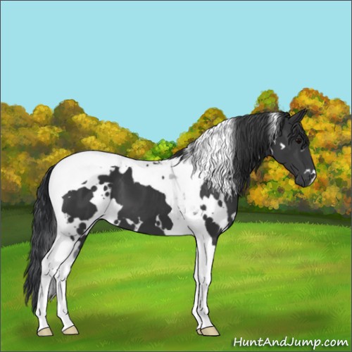 Horse Color:White Spotted Black Tobiano