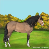 Horse Color:Brown Dun Sabino 