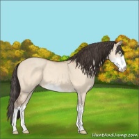 Horse Color:Sable Champagne Dun Sabino 