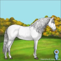 Horse Color:Gray Grullo Sabino 