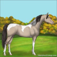 Horse Color:Classic Champagne Dun Tobiano 
