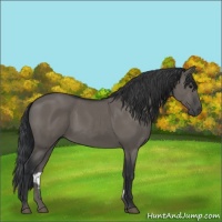 Horse Color:Grullo Sabino 