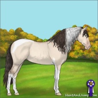 Horse Color:Sable Champagne Dun Tobiano 