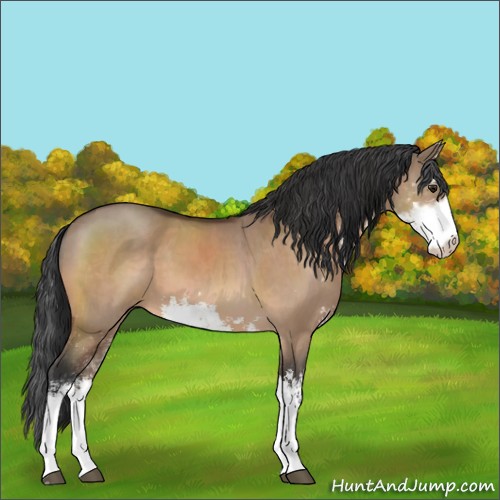 Horse Color:Bay Dun Sabino 
