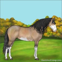Horse Color:Bay Dun Sabino 