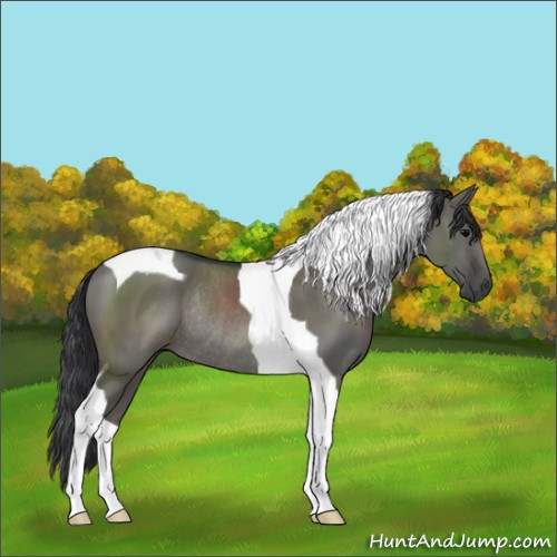 Horse Color:Grullo Tobiano Rabicano