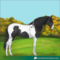 Horse Color:Black Tobiano 