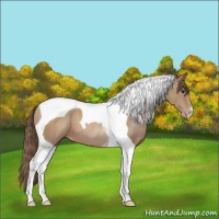 Horse Color:Black Pearl Tobiano 