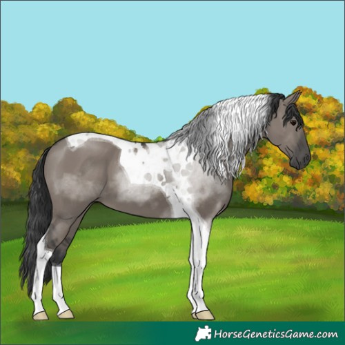 Horse Color:Grullo Tobiano