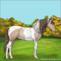 Horse Color:Grullo Pearl Tobiano