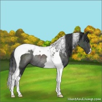 Horse Color:Black Tobiano Rabicano 