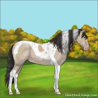 Horse Color:Classic Champagne Dun Tobiano 